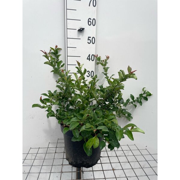 Chaenomeles sup. 'Jet Trail' - 7,5L