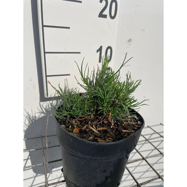 Pinus mugo mugo - 1,3L