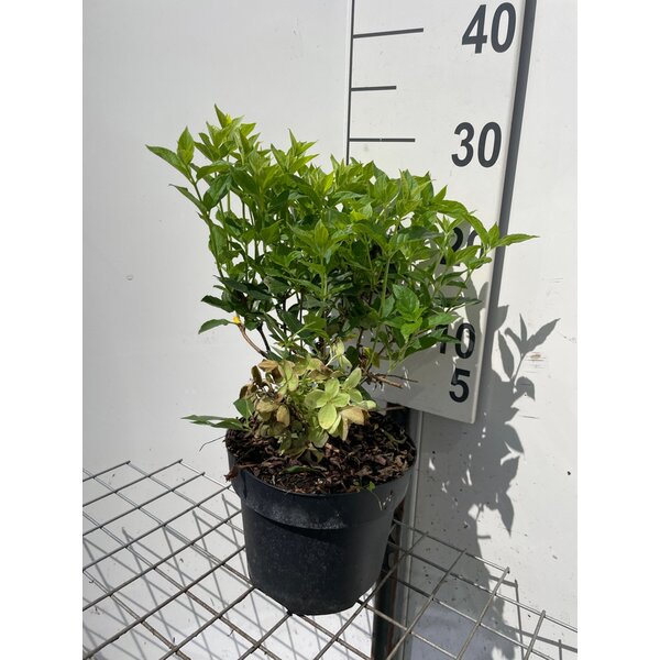 Hydrangea pan. Little Lime - 3,0L