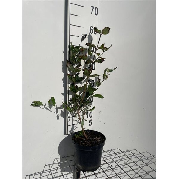 Cornus mas - 3,0L 60+