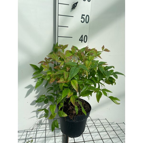 Nandina d. 'Firepower' - 3,0L 30+