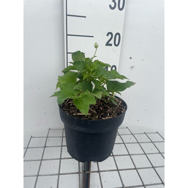 Anemone hyb. 'Honorine Jobert' - 3,0L