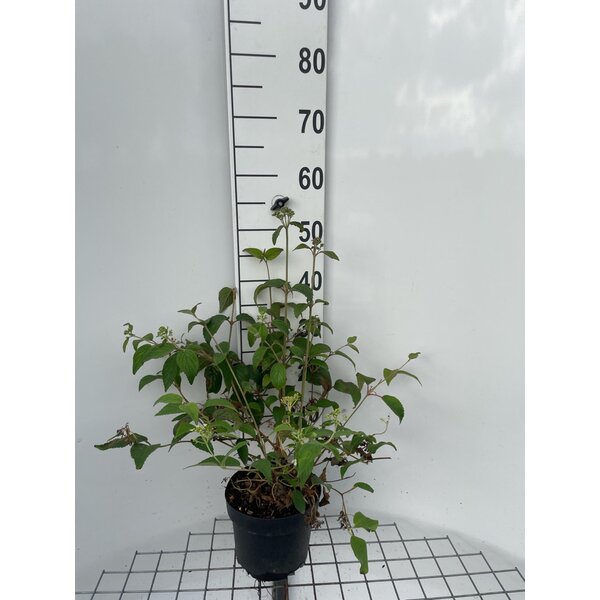 Viburnum plic. 'Watanabe' - 3,0L 40+