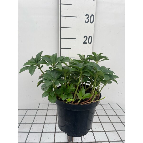 Pachysandra terminalis - 3,0L