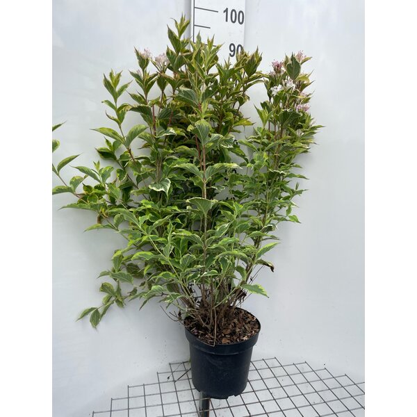 Weigela 'Nana Variegata' - 7,5L 80+