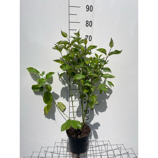 Cornus alba - 3,0L