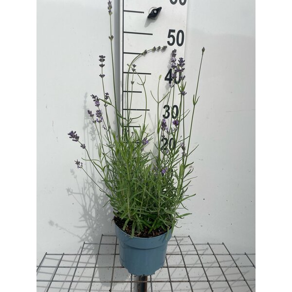 Lavandula ang. 'Munstead' - 2,0L