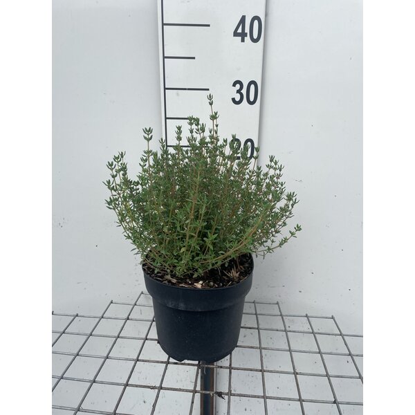 Thymus vulgaris - 3,0L
