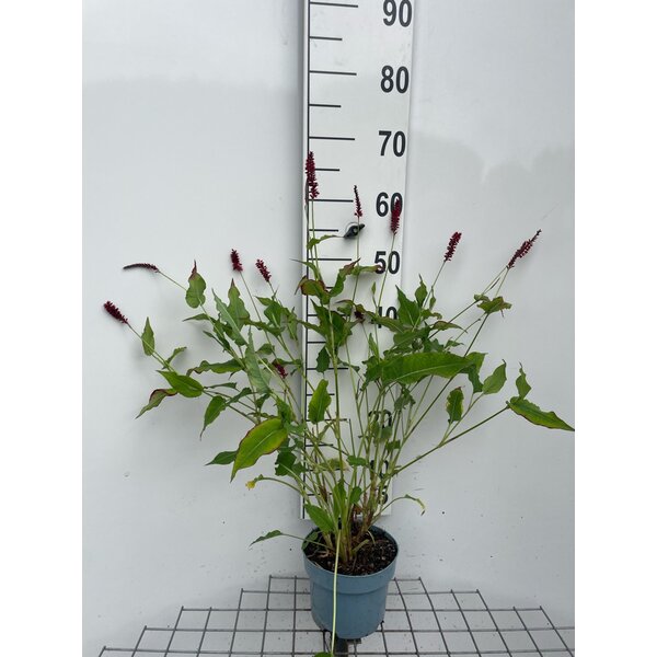 Persicaria a. 'Speciosa' - 2,0L