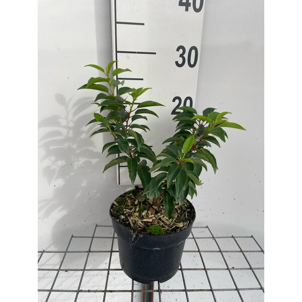 Prunus lusitanica 'Angustifolia' - 2,0L 20+