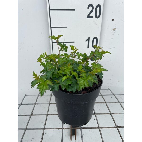 Stephanandra incisa 'Crispa' - 1,3L