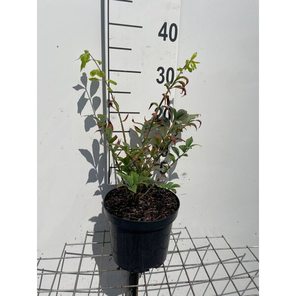 Euonymus alatus - 3,0L