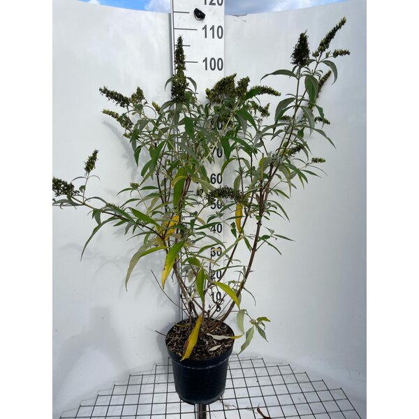 Buddleja d. 'White Profusion' - 7,5L 80+