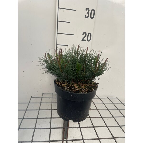 Pinus mugo mugo - 2,0L