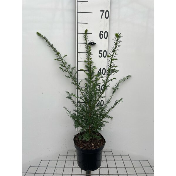 Taxus baccata - 3,0L 50+