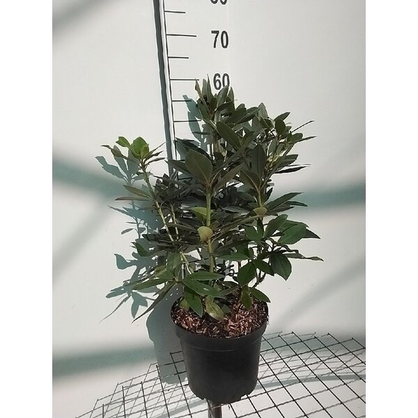 Rhododendron (P) 'Polarnacht' - 7,5L 50+