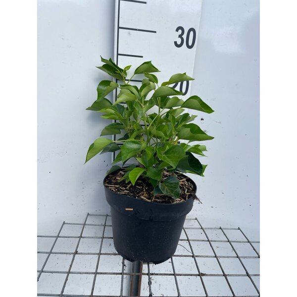 Hedera hel. 'Arborescens' - 3,0L