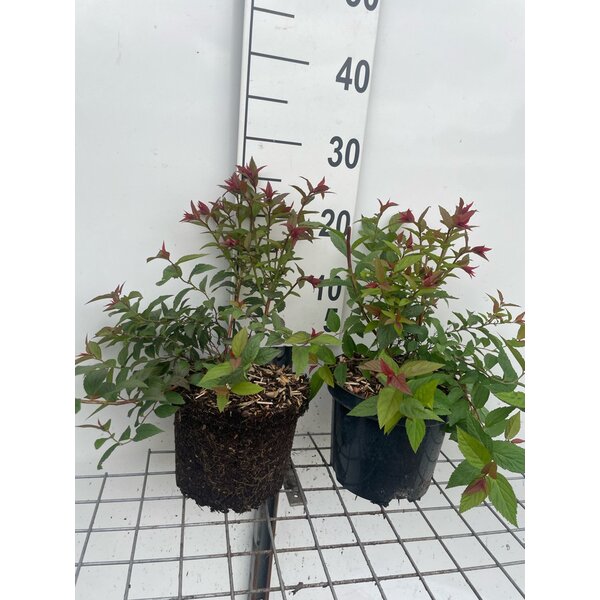 Spiraea jap. 'Froebelii' - 3,0L