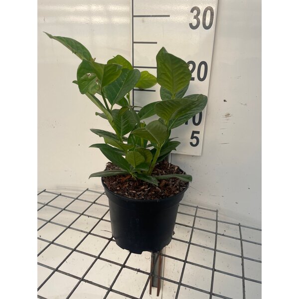 Prunus l. 'Novita' - 2,0L