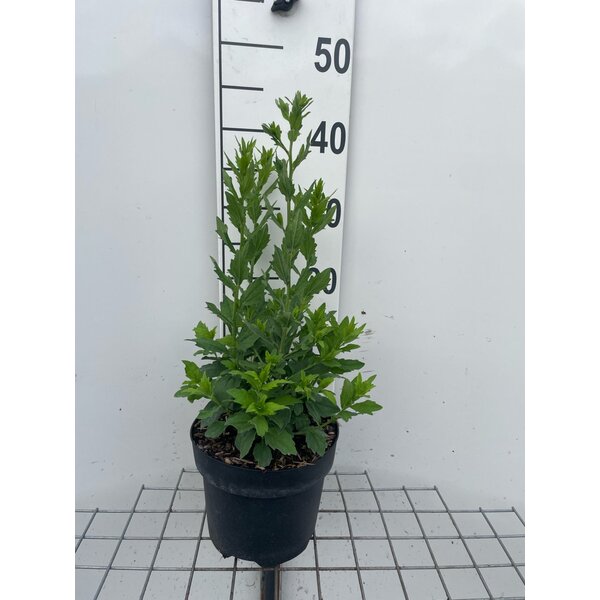 Aster ageratoides 'Stardust' - 3,0L