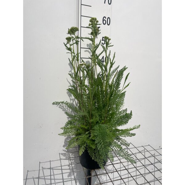 Achillea millefolium - 3,0L