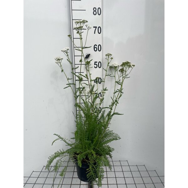 Achillea millefolium - 2,0L
