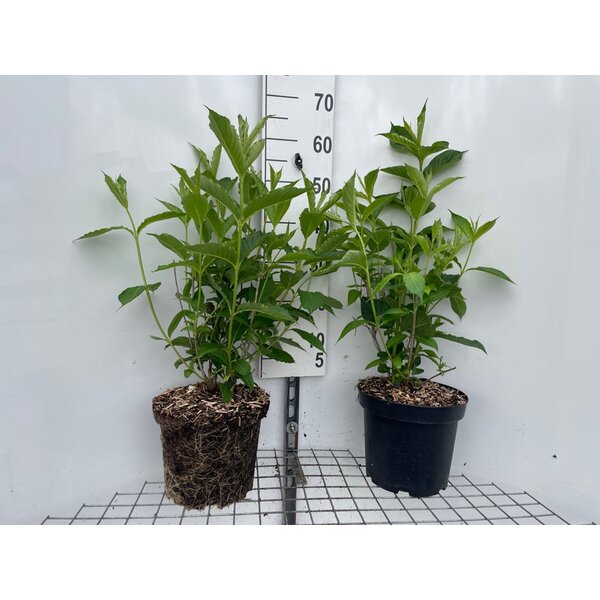Weigela 'Candida' - 7,5L