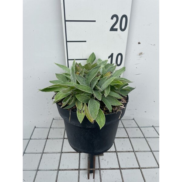 Anaphalis triplinervis - 3,0L