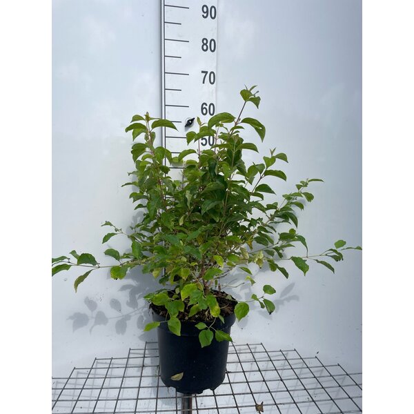 Cornus sang. 'Midwinter Fire' - 7,5L