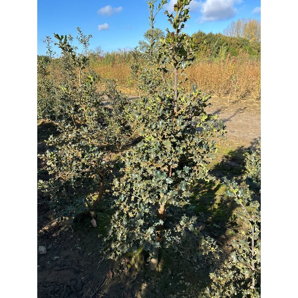 Ilex aquifolium - met kluit 125+