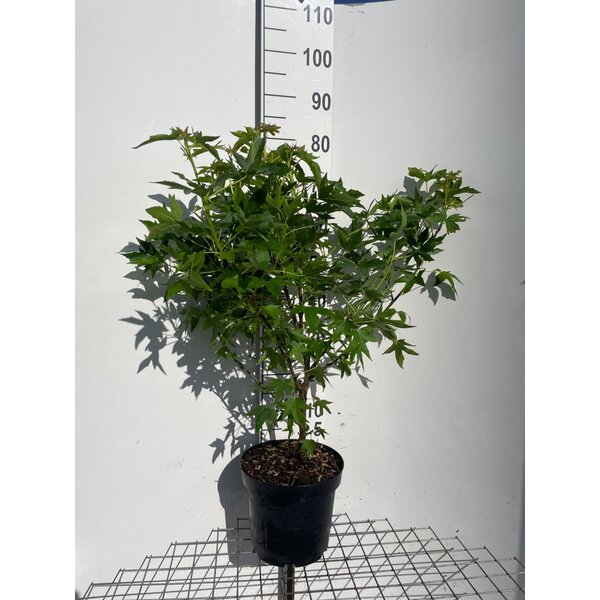 Liquidambar s. 'Worplesdon' - 7,5L