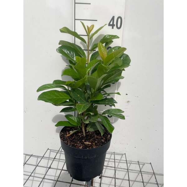 Prunus l. 'Novita' - 3,0L