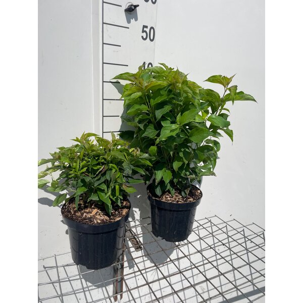 Cornus sericea 'Kelseyi' - 3,0L