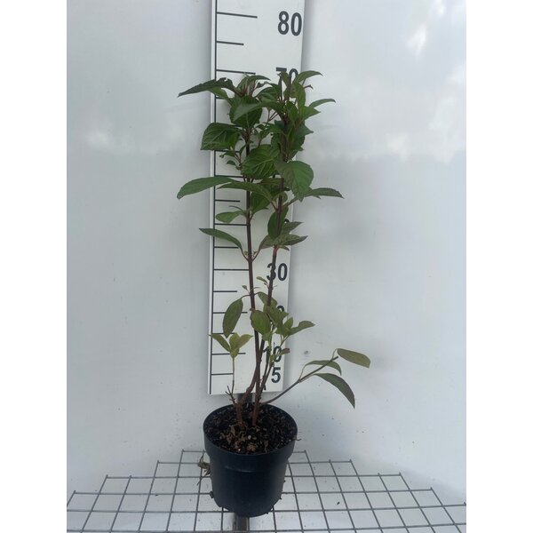 Viburnum bodn. 'Dawn' - 3,0L 60+