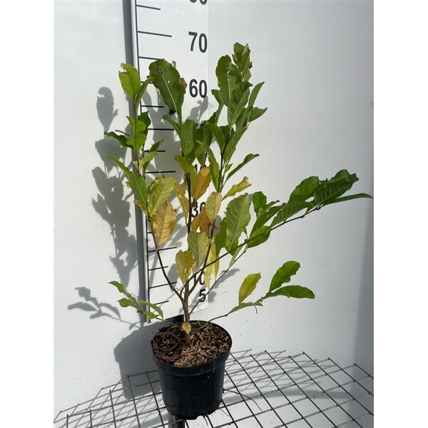 Magnolia st. 'Rosea' - 3,0L 50+