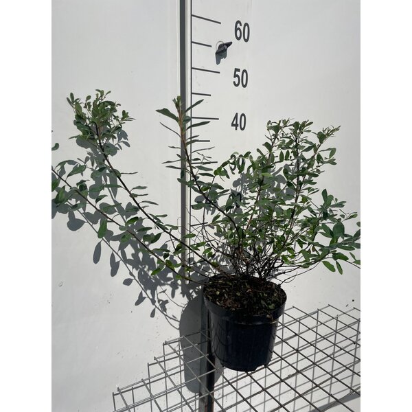 Spiraea nipp. 'Snowmound' - 3,0L