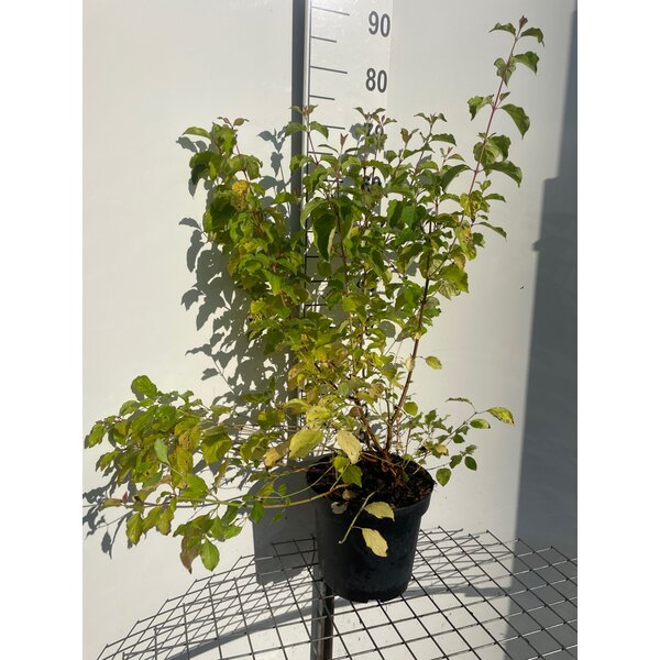 Cornus sang. 'Winter Beauty' - 7,5L 60+