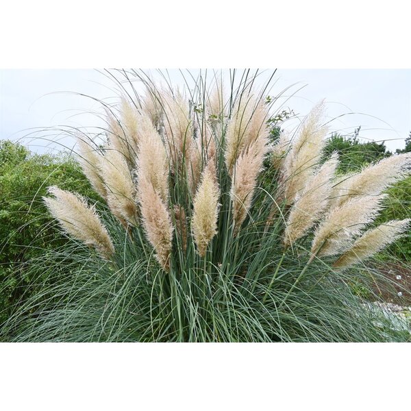Cortaderia s. 'Pumila' - 20L 
