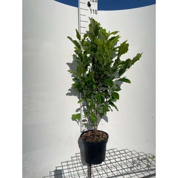 Magnolia 'Susan' - 7,5L