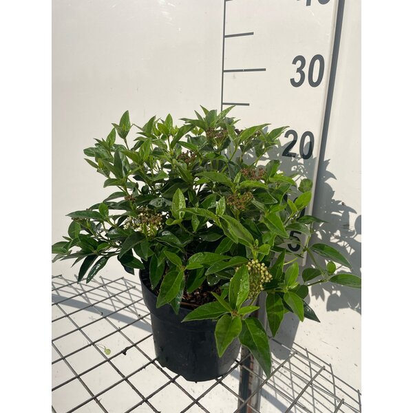 Viburnum tinus 'Eve Price' - 3,0L