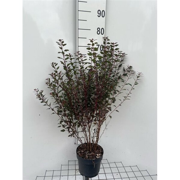 Physocarpus opulif. Little Joker - 3,0L 60+