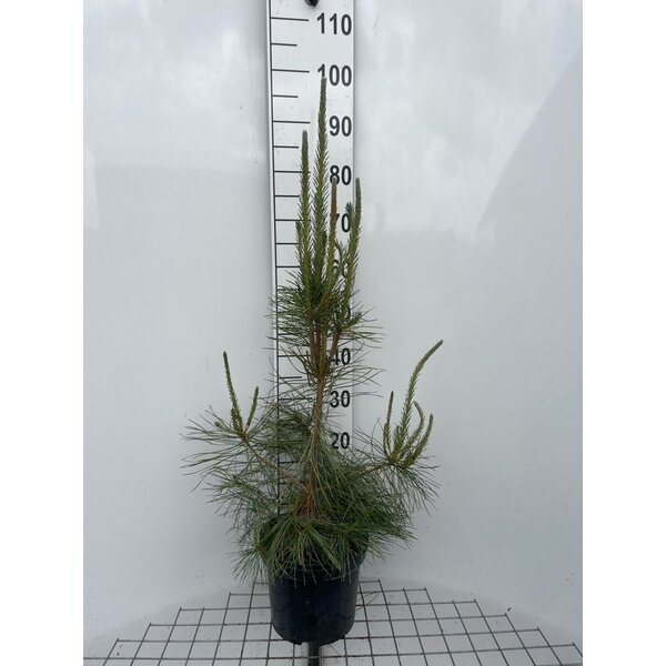 Pinus sylvestris - 5,0L 60+