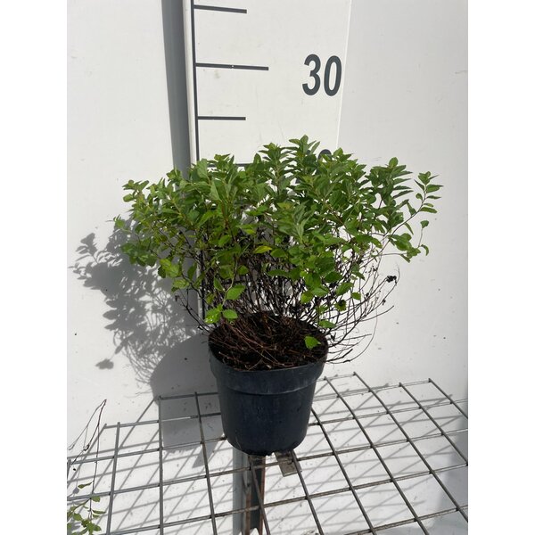 Spiraea jap. 'Little Princess' - 1,3L