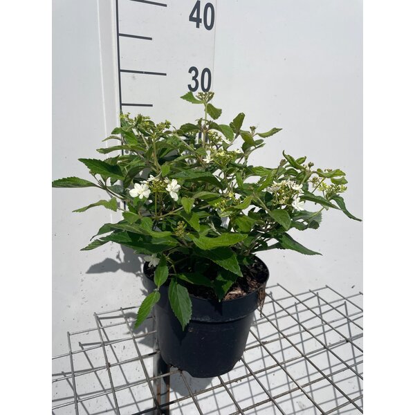 Viburnum plic. 'Watanabe' - 3,0L