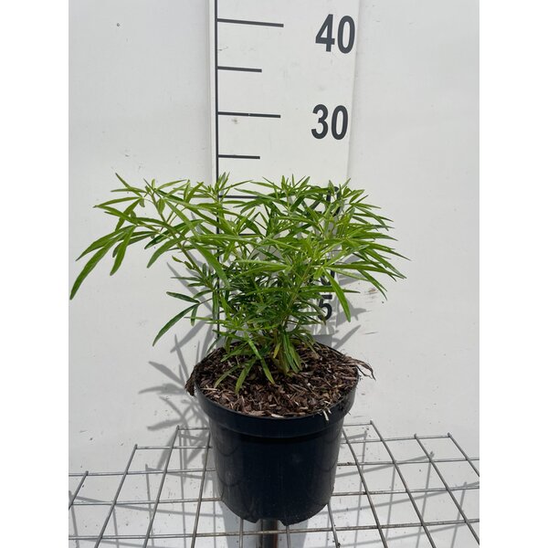 Choisya 'Aztec Pearl' - 3,0L