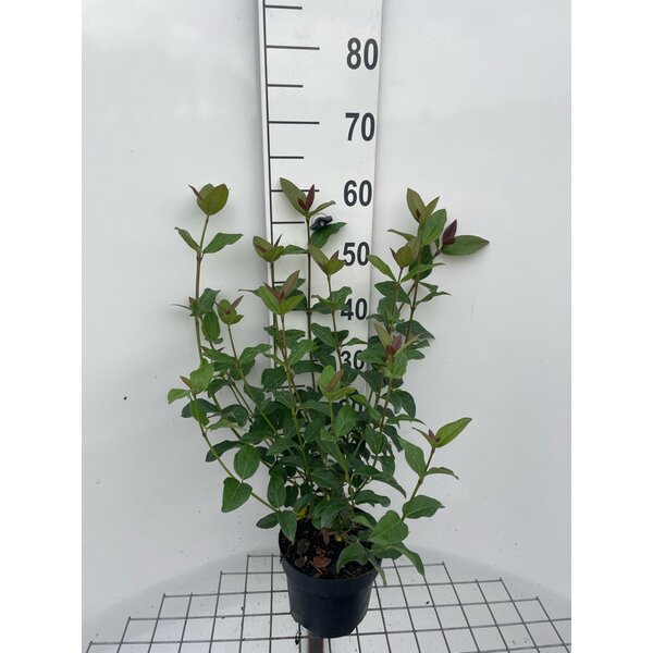 Viburnum tinus 'Purpureum' - 3,0L 50+