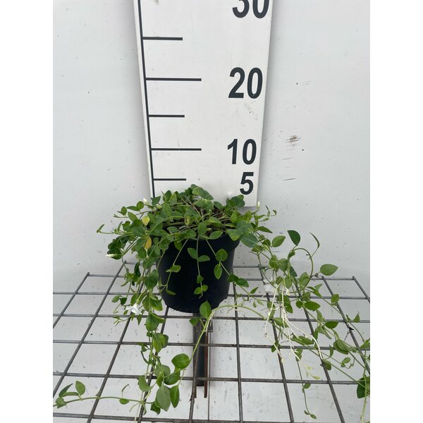 Vinca minor 'Gertrude Jekyll' - 1,3L