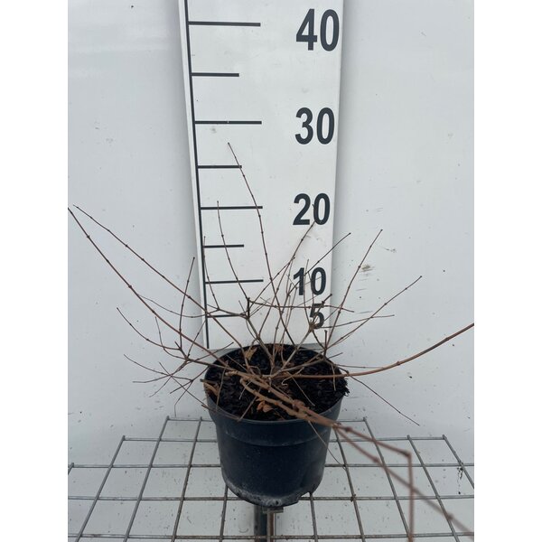 Kolkwitzia amabilis 'Pink Cloud' - 2,0L