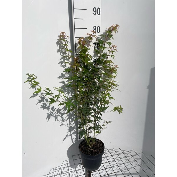 Acer palmatum - 3,0L 60+
