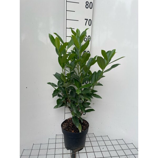 Prunus l. 'Caucasica' - 3,0L 60+